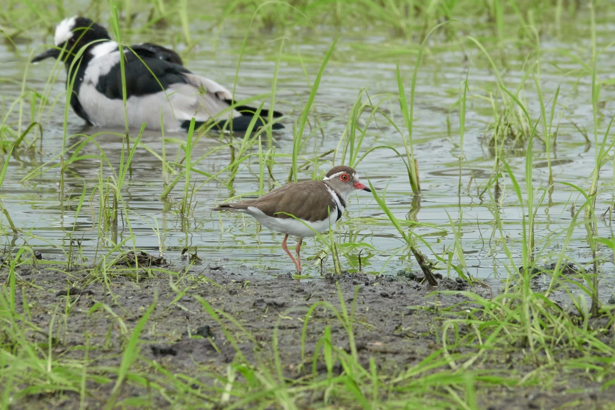 Three-banded Plover (African) - ML615057519