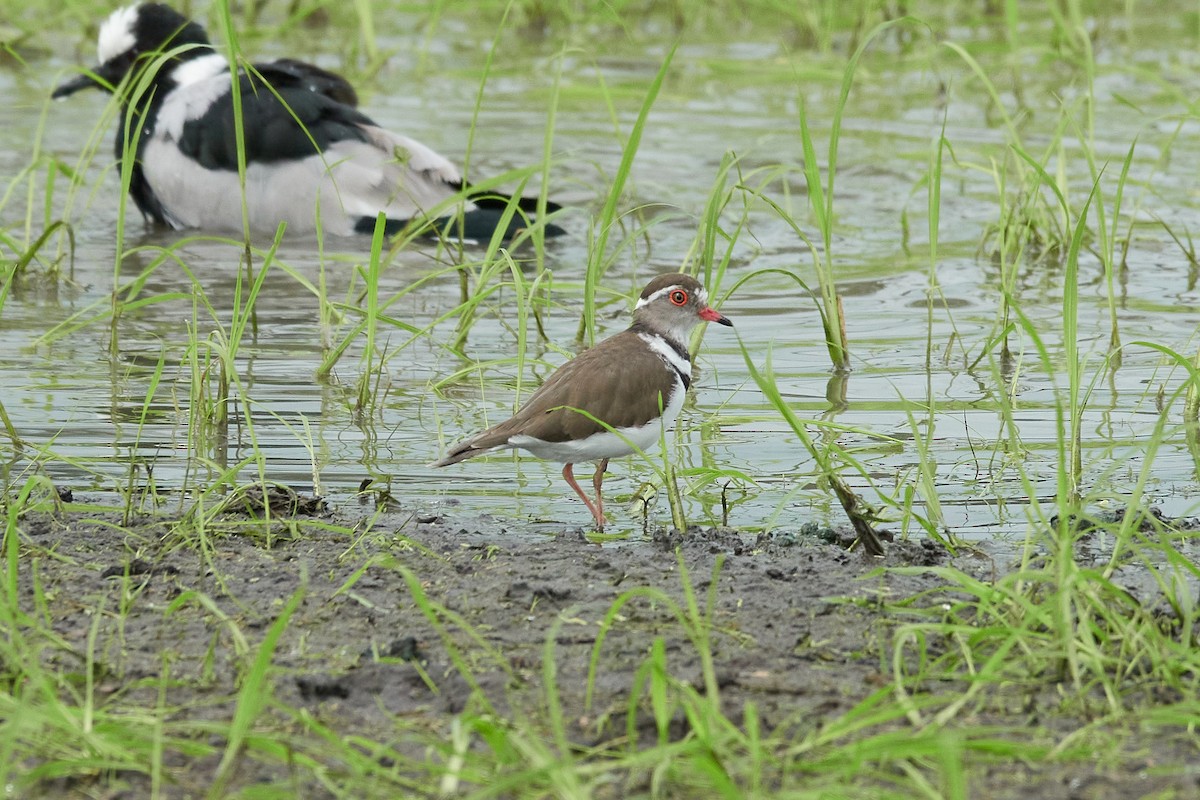 Three-banded Plover (African) - Anonymous