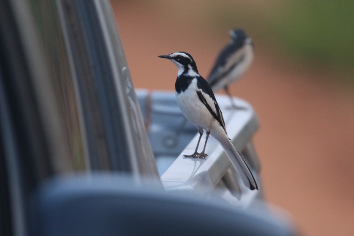 African Pied Wagtail - ML615057614