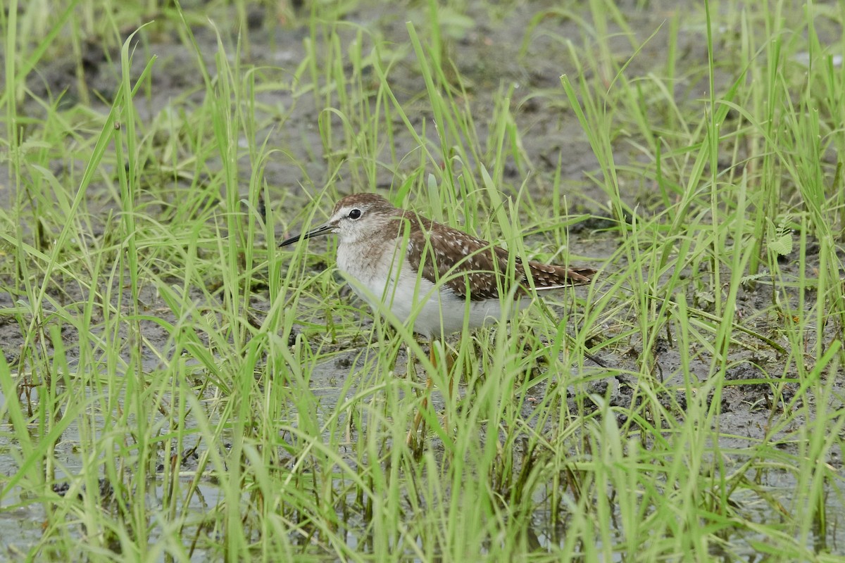 Wood Sandpiper - Anonymous