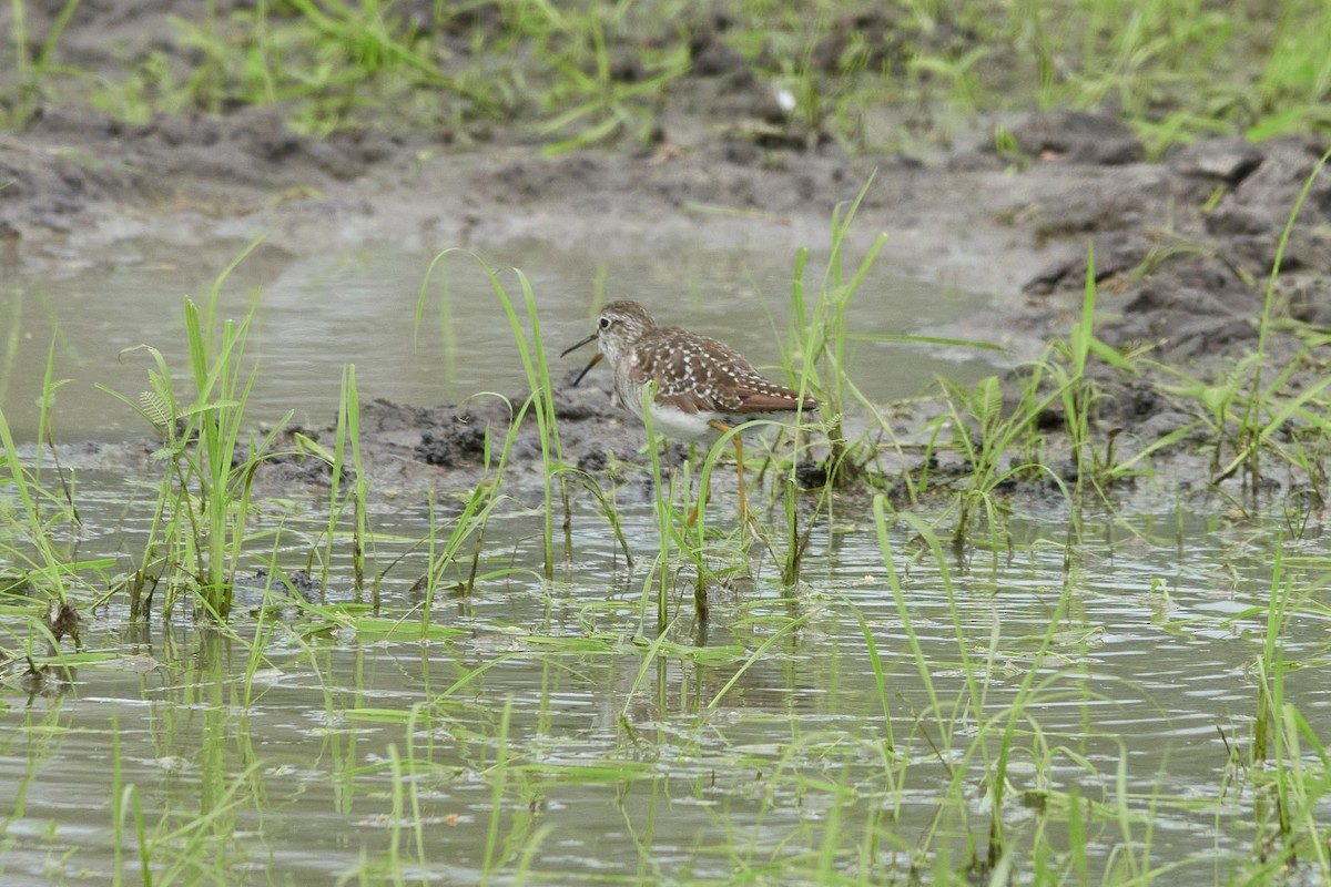 Wood Sandpiper - Anonymous