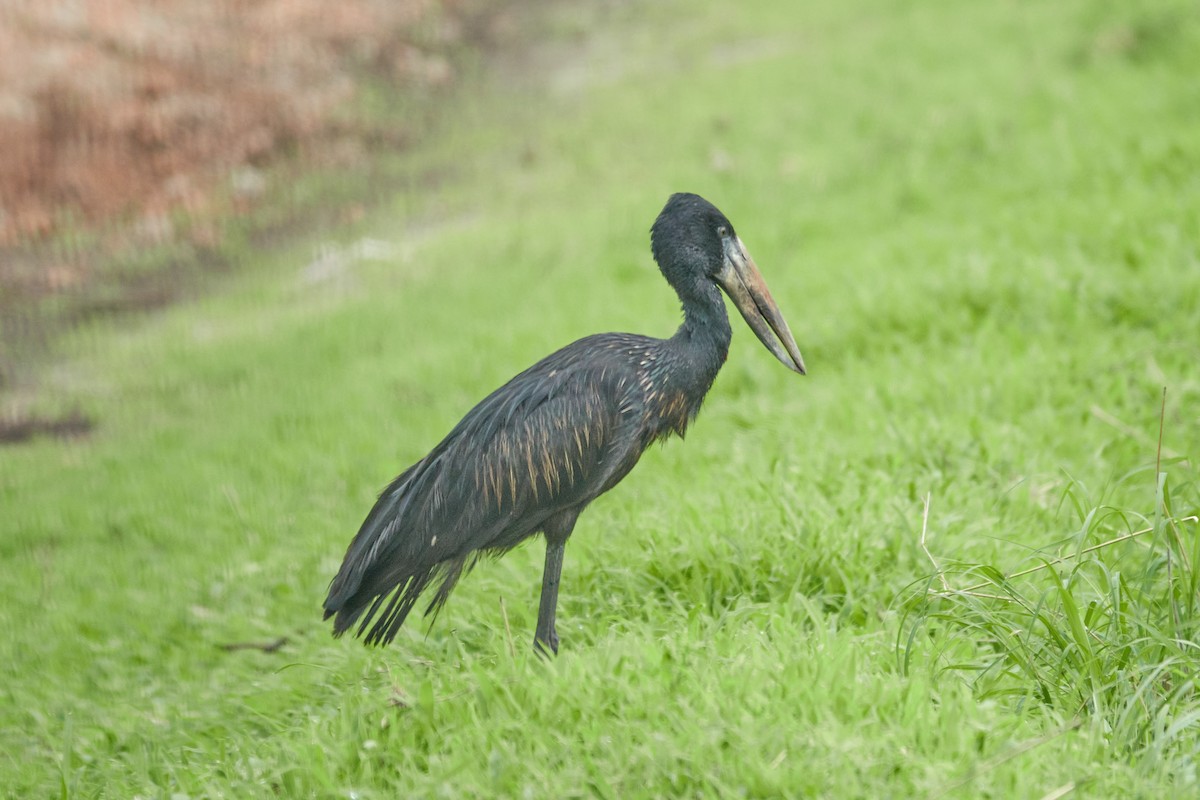 African Openbill - Anonymous