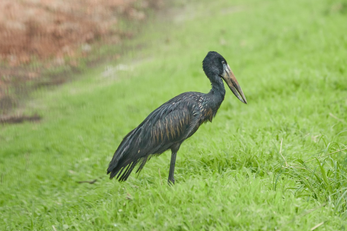 African Openbill - Anonymous