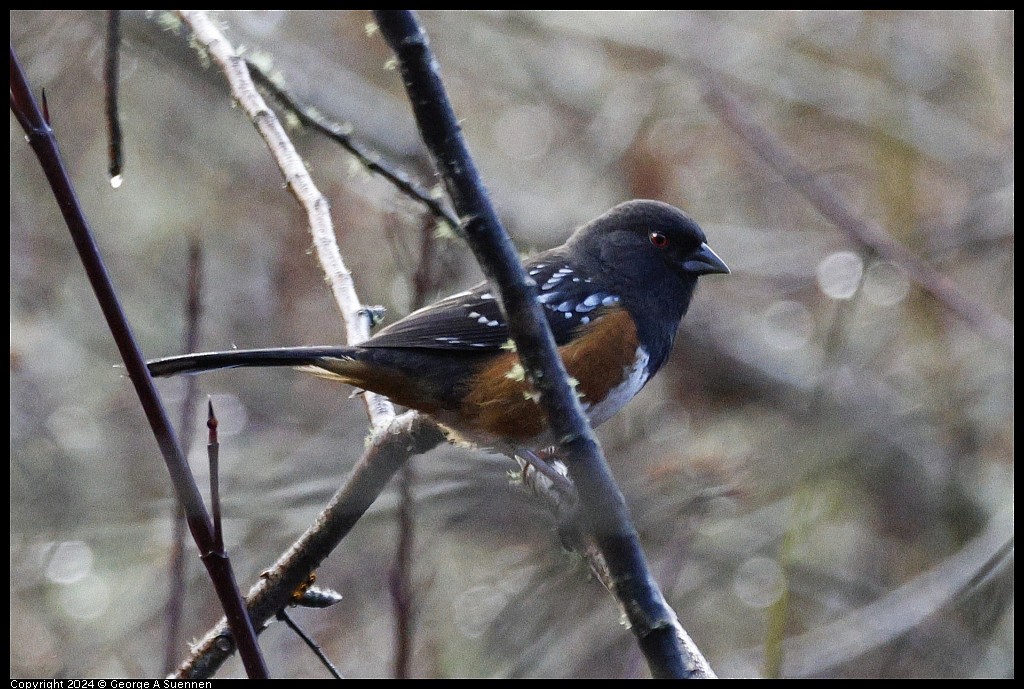 Spotted Towhee - George Suennen