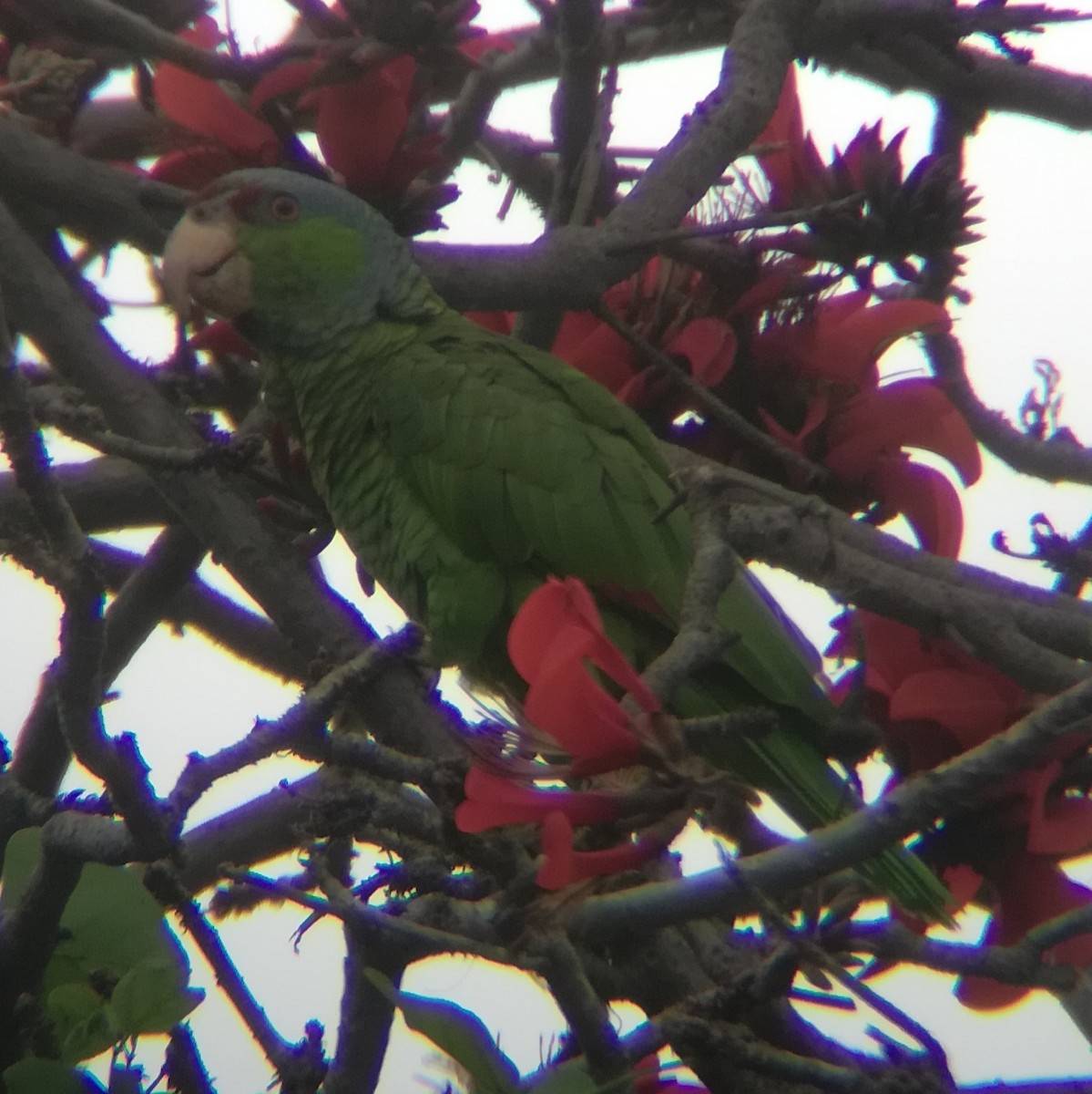 Lilac-crowned Parrot - ML615057881