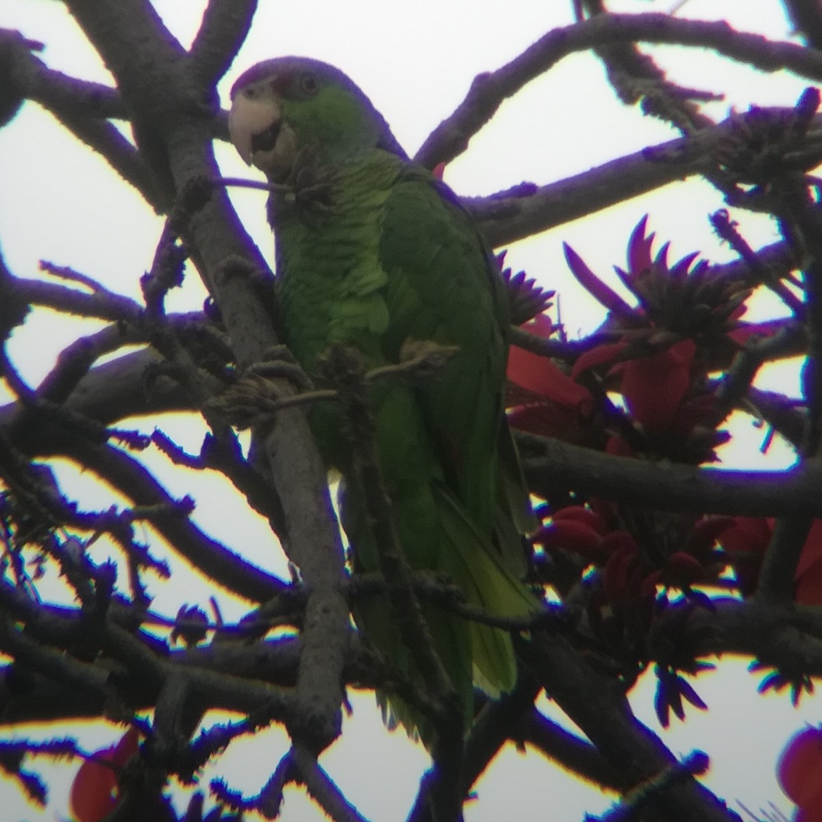 Lilac-crowned Parrot - ML615057899