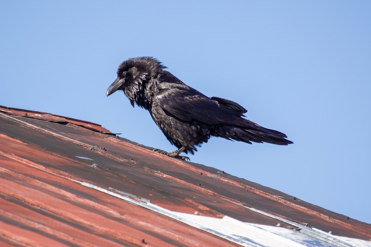 Common Raven - ML615057907