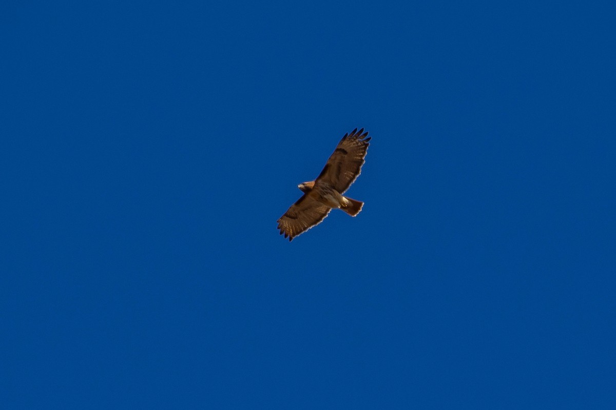 Red-tailed Hawk - ML615057916