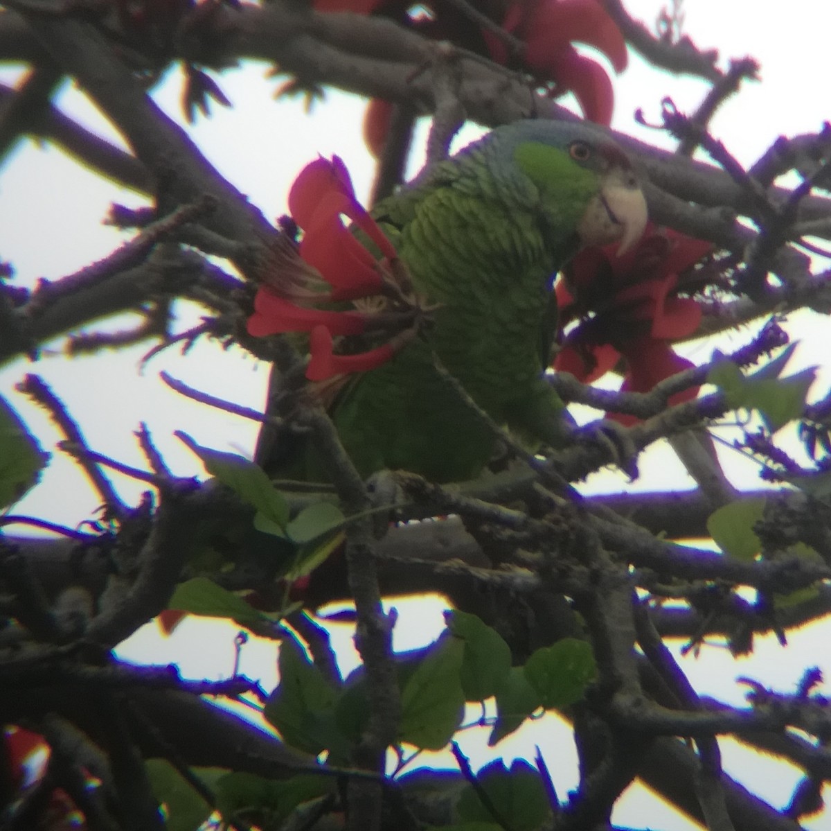 Lilac-crowned Parrot - ML615057956