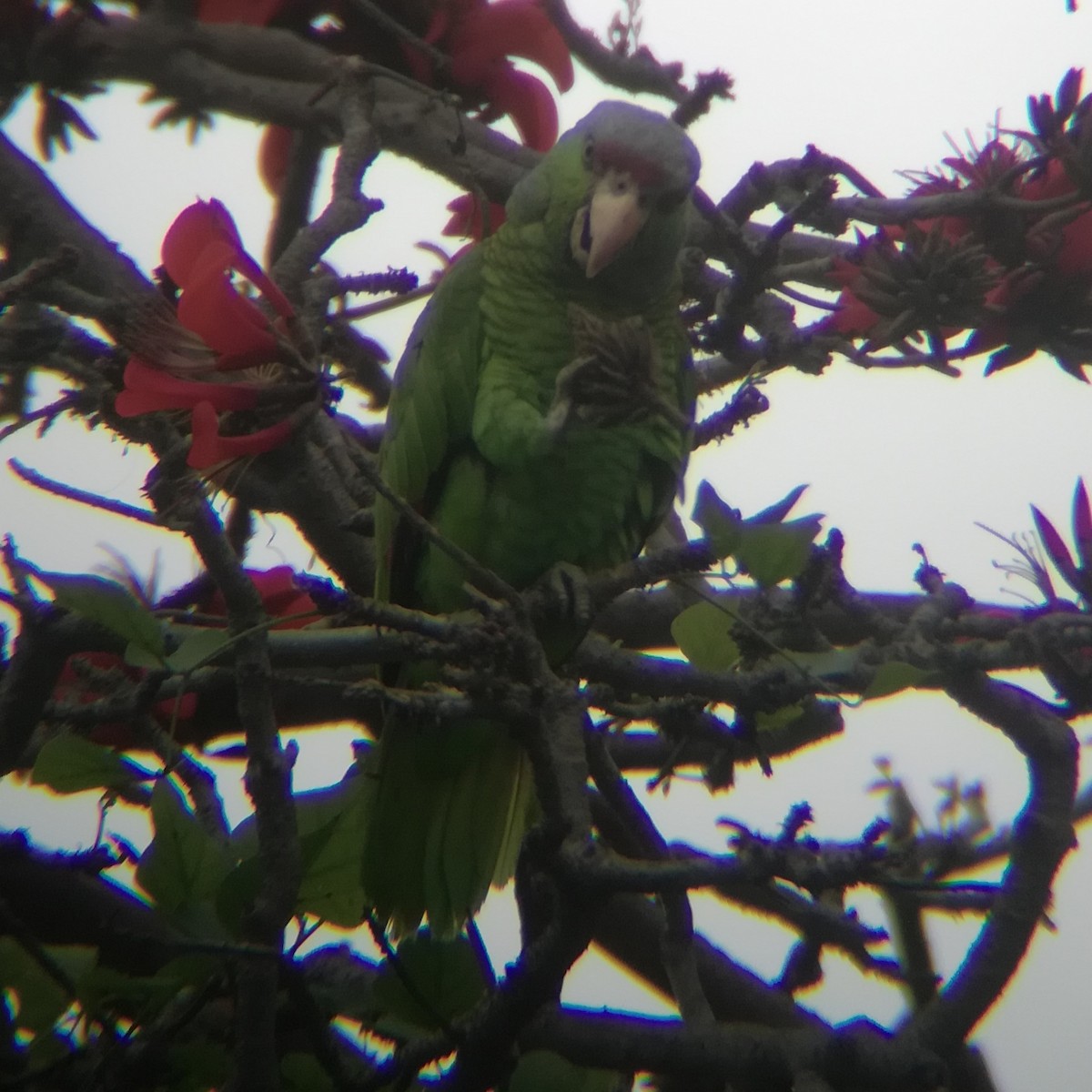 Lilac-crowned Parrot - ML615057974