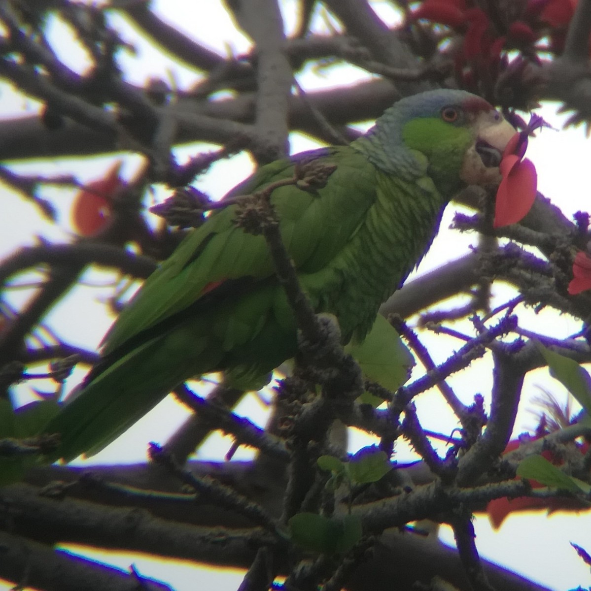 Lilac-crowned Parrot - ML615057982