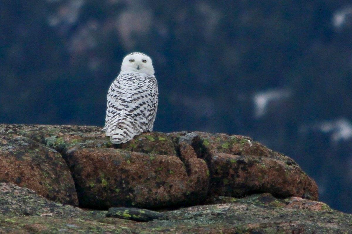 Snowy Owl - ML615057990