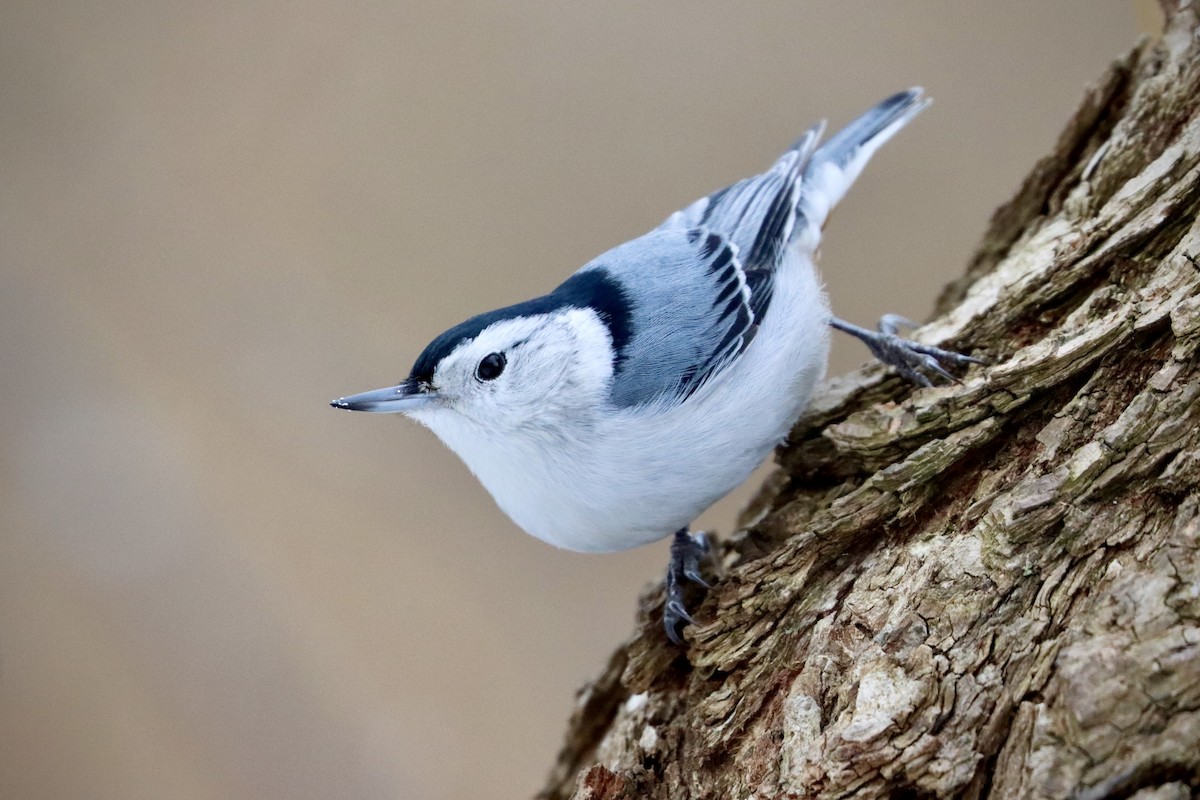 White-breasted Nuthatch - ML615058092
