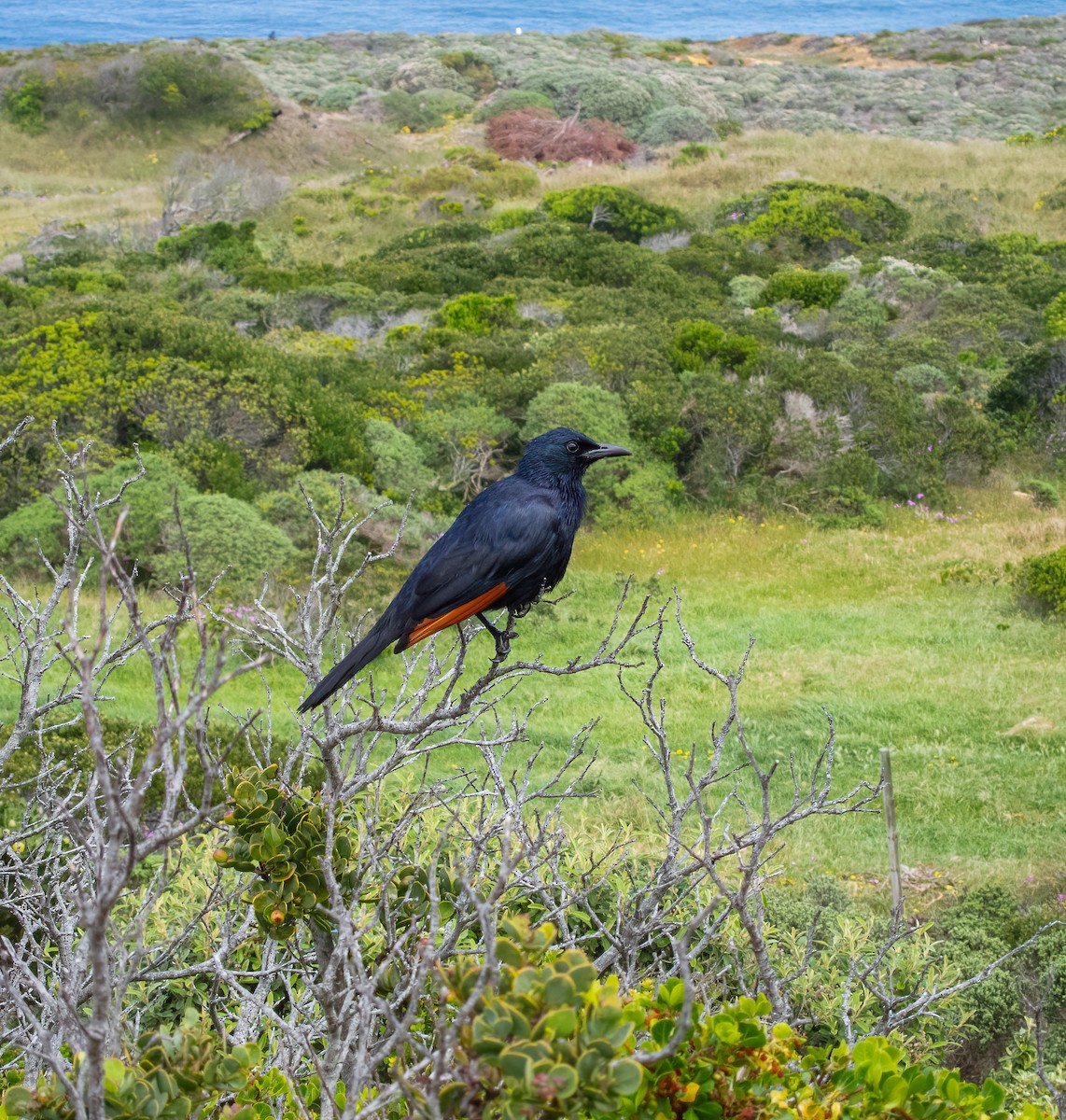 Red-winged Starling - ML615058206