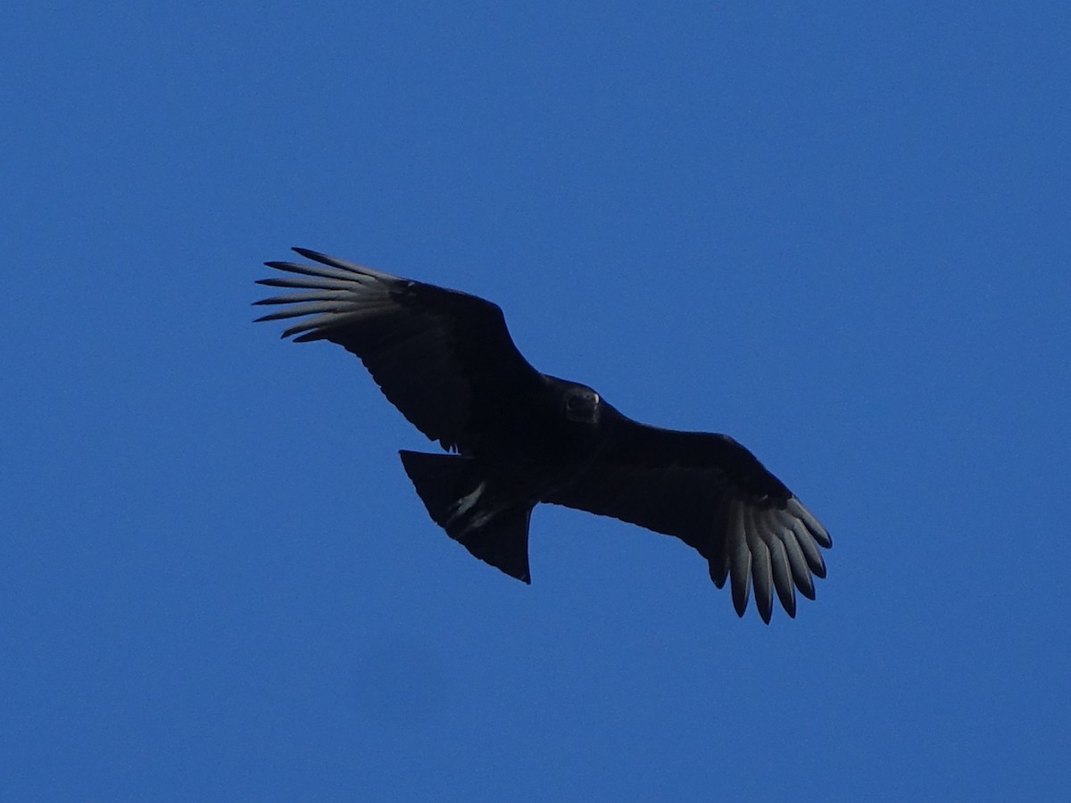 Black Vulture - Lisa Hug