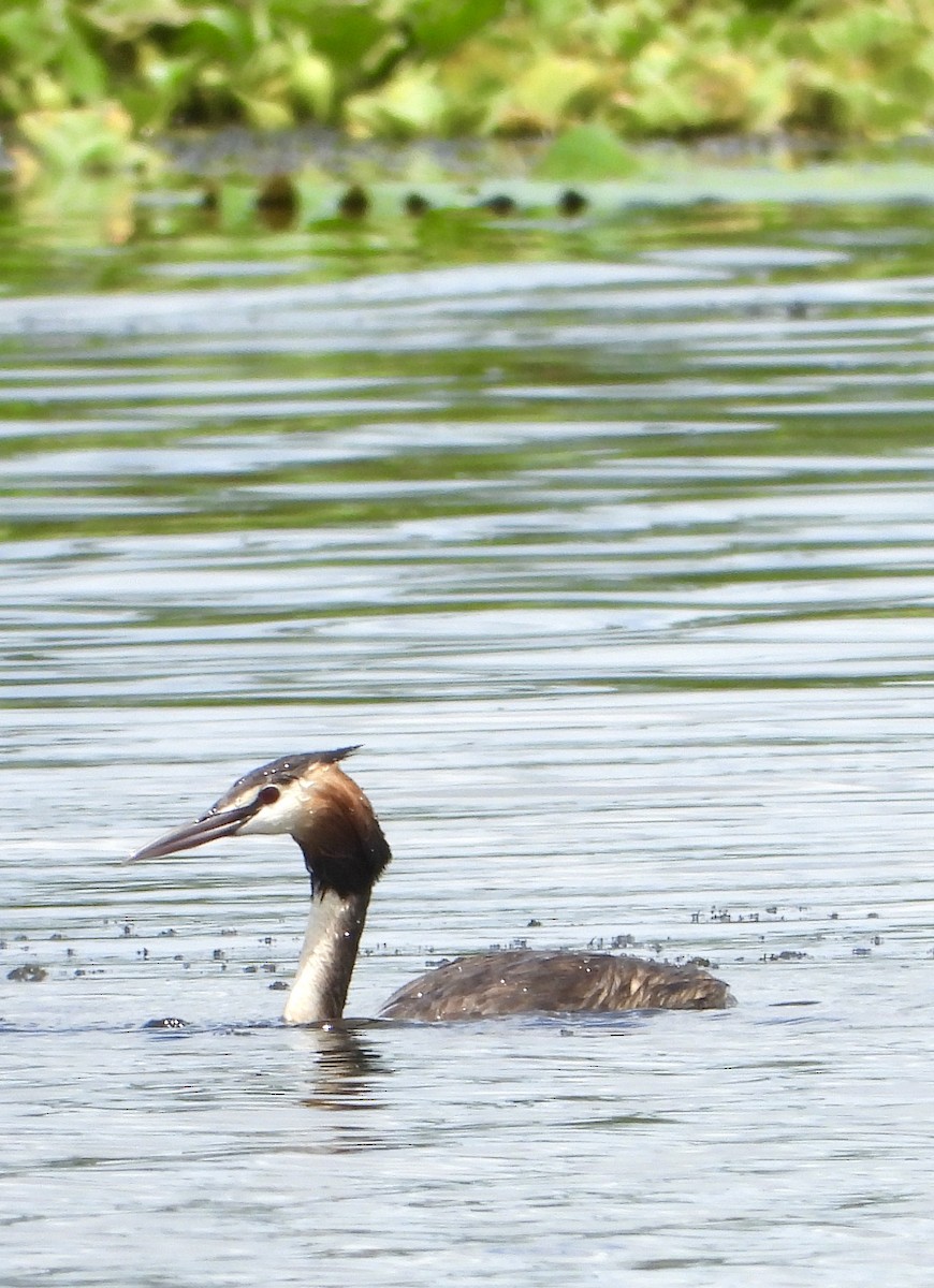 Great Crested Grebe - ML615058573