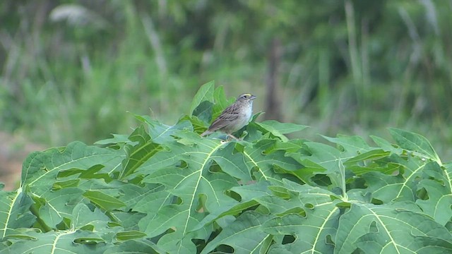 Grassland Sparrow - ML615058721