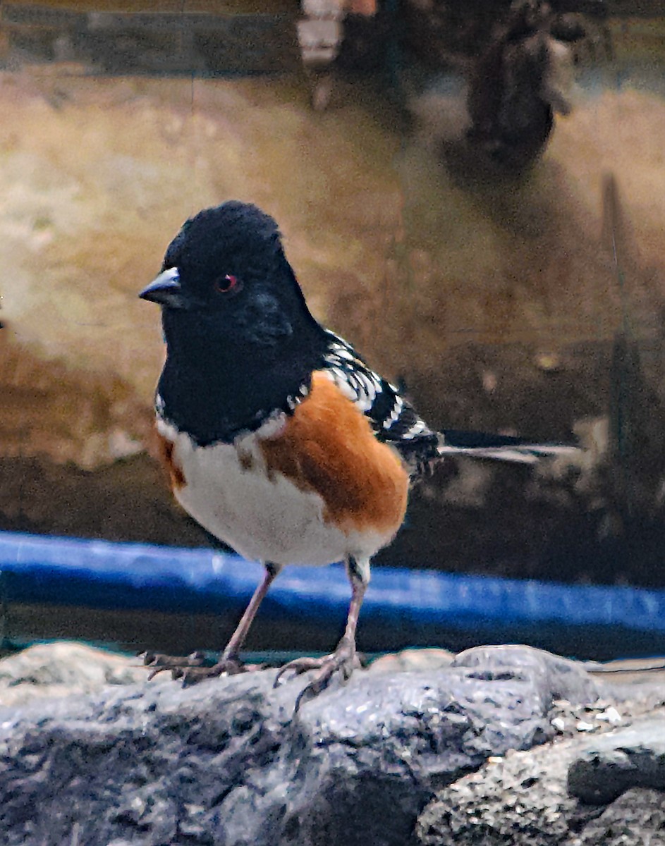 Spotted Towhee - ML615058863