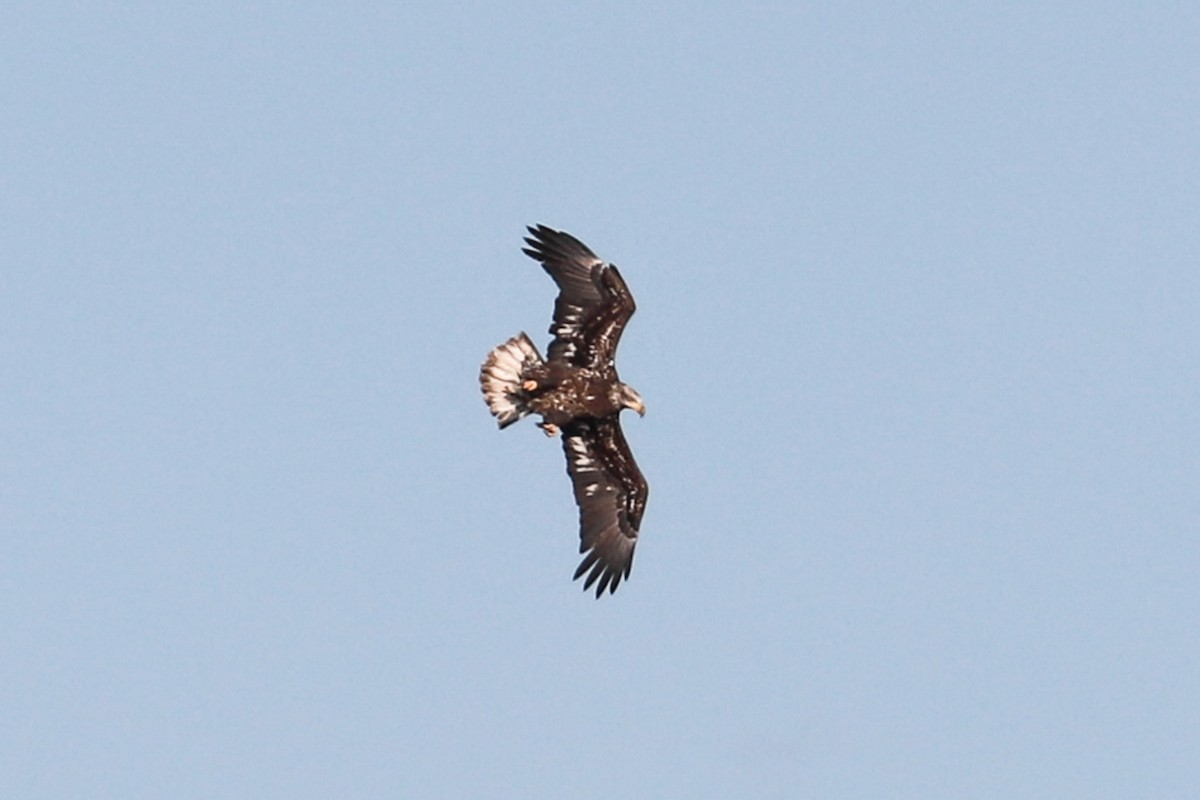 Pennsylvania Bird Atlas Checklist 18 Feb 2024 Bald Eagle SP Woapalanne Trail 4 Species