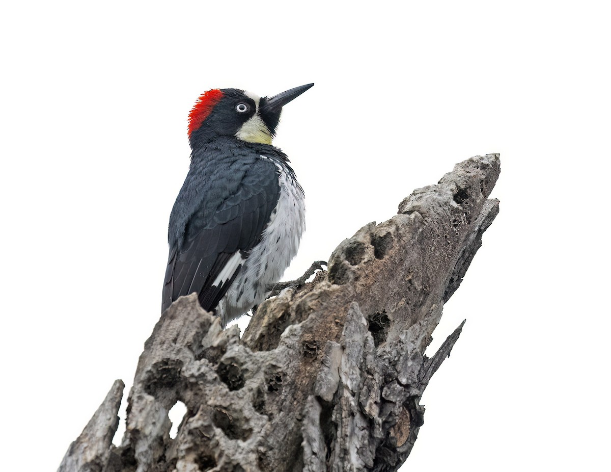 Acorn Woodpecker - ML615059261