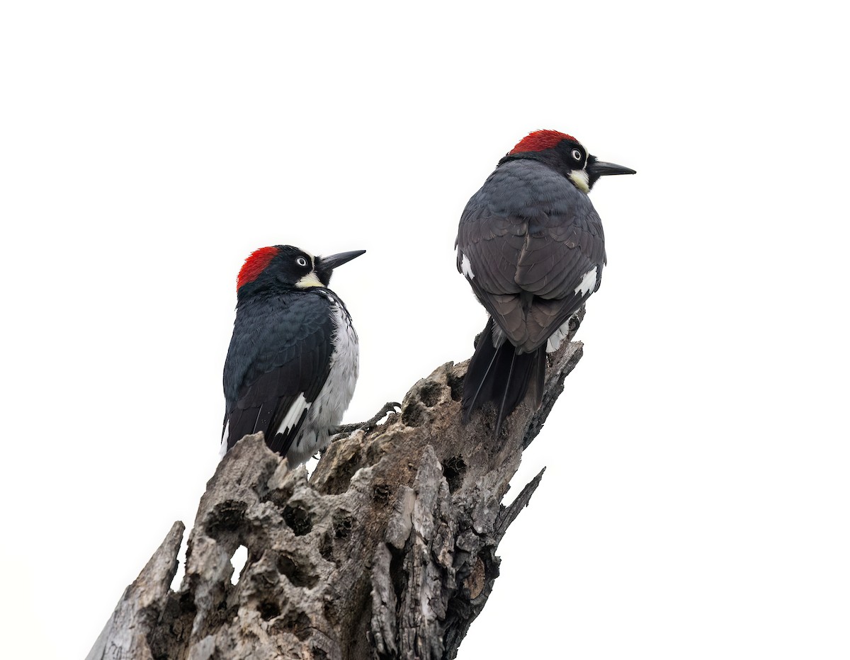 Acorn Woodpecker - ML615059267