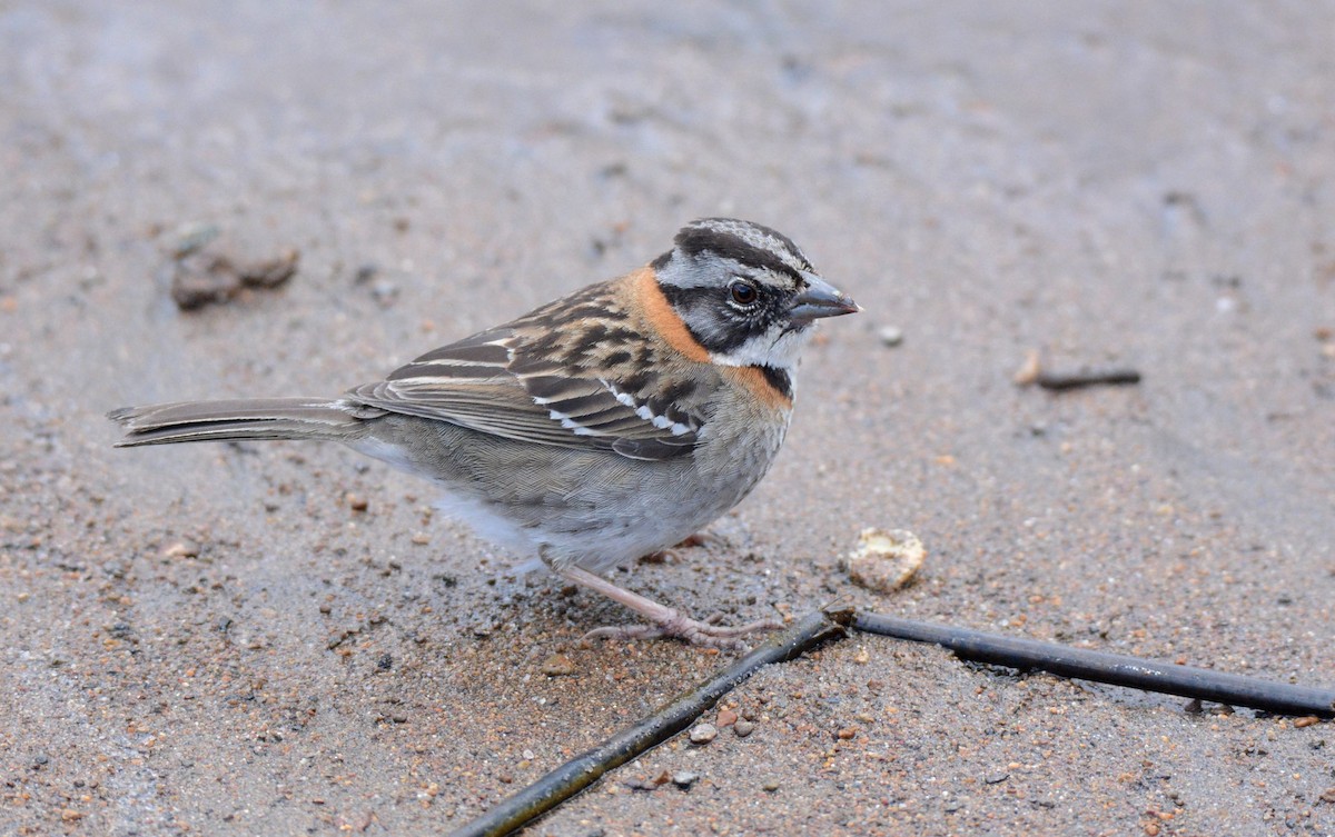 Rufous-collared Sparrow (Rufous-collared) - Kyle Kittelberger