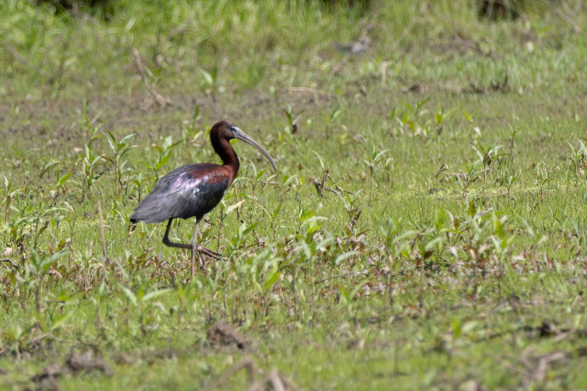 ibis hnědý - ML615059429