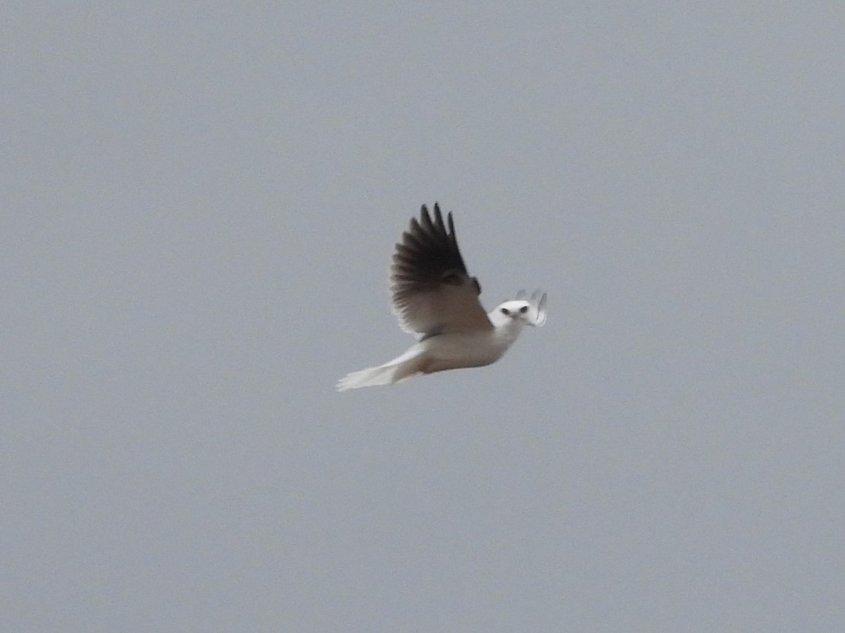 White-tailed Kite - ML615059430