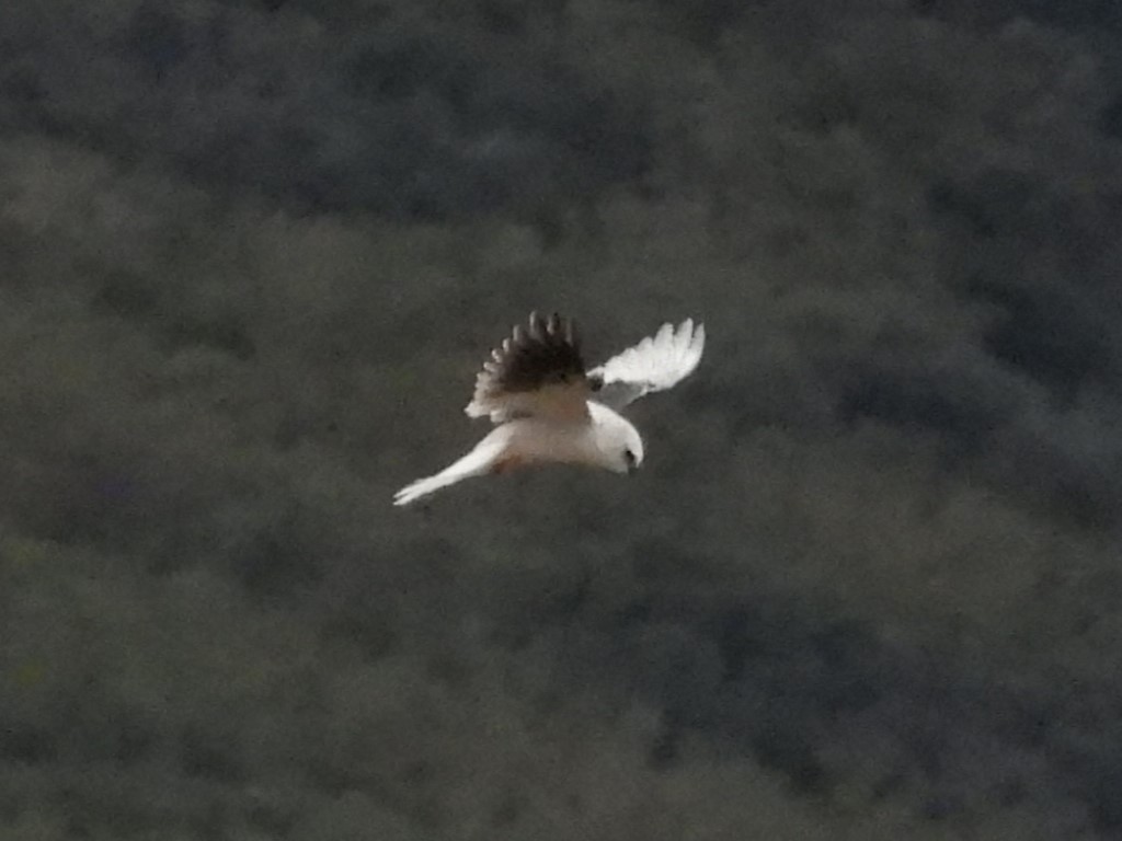 White-tailed Kite - ML615059431