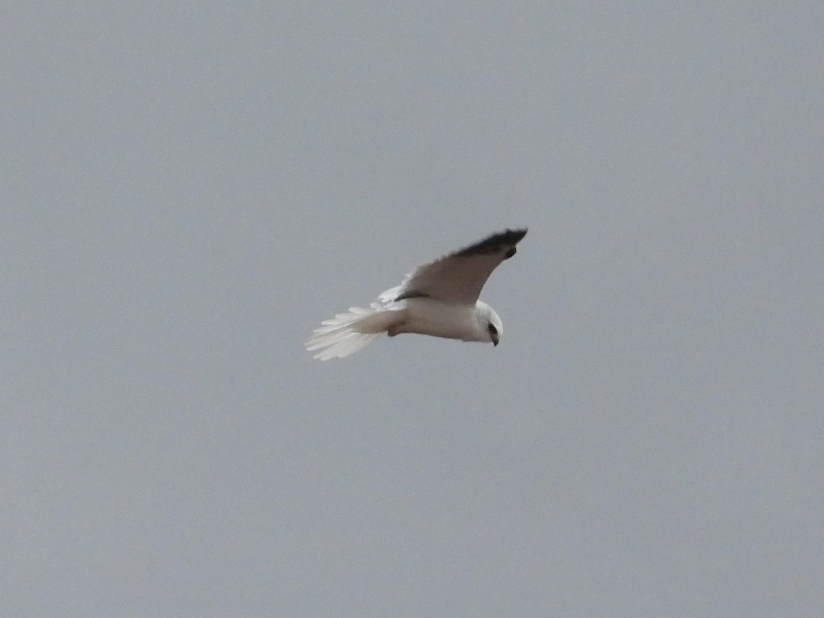 White-tailed Kite - ML615059432