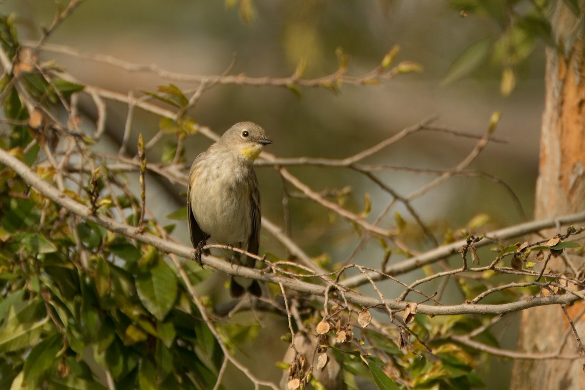 Yellow-rumped Warbler (Audubon's) - ML615059489