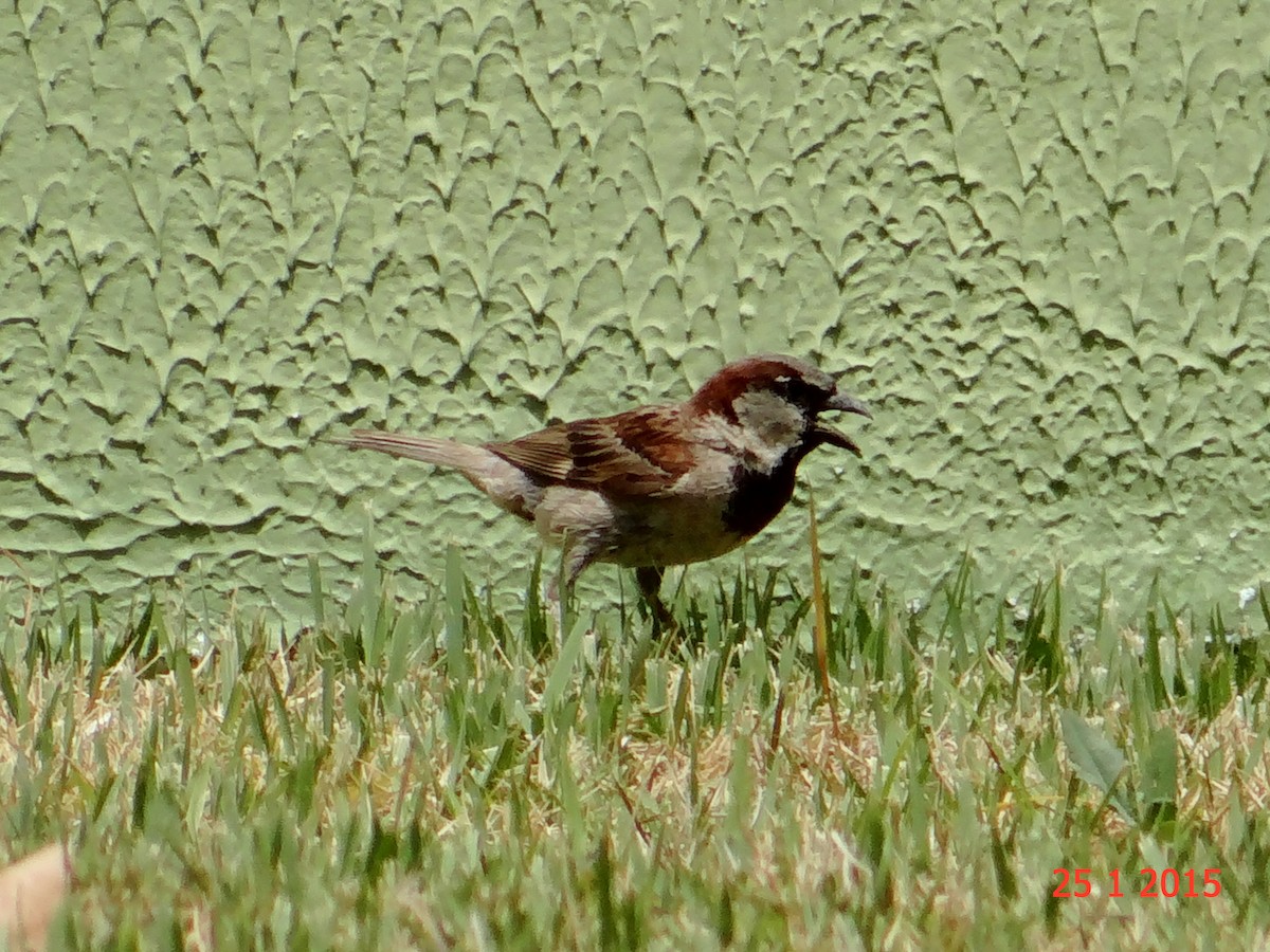 House Sparrow - ML615059499
