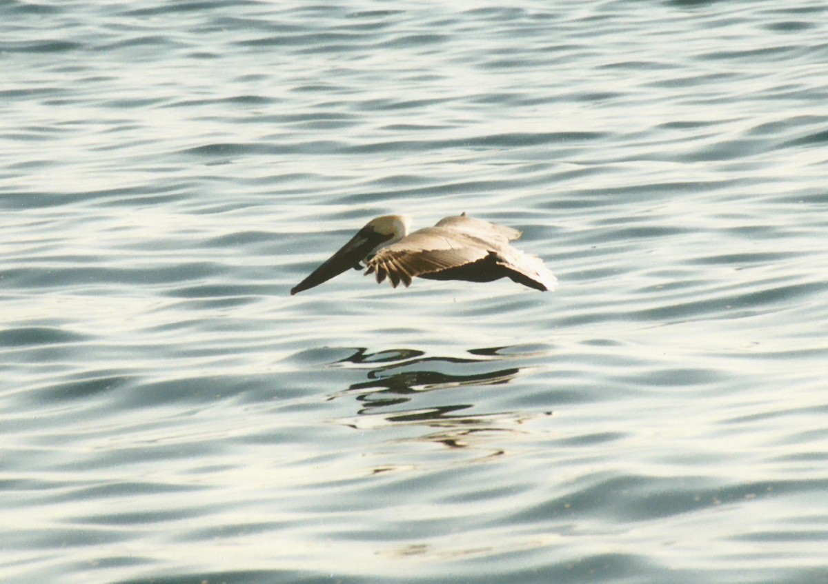 pelikán hnědý - ML615059578