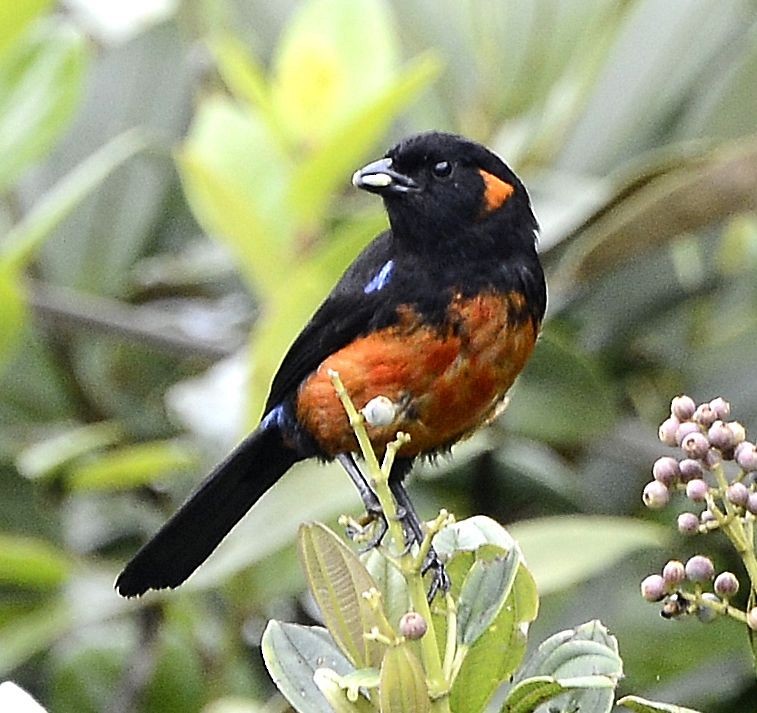 Scarlet-bellied Mountain Tanager - ML615059732