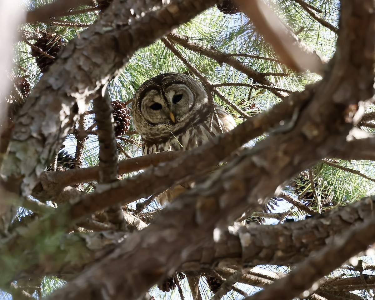 Barred Owl - ML615059771