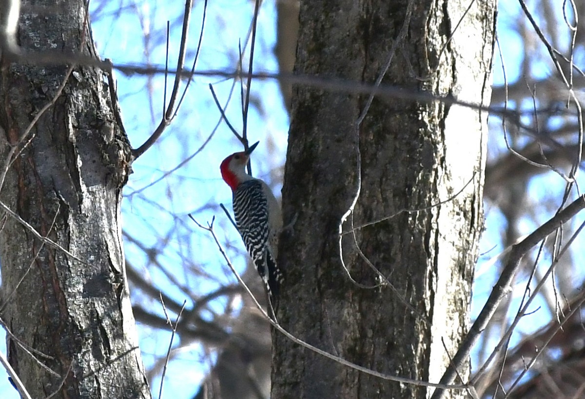 Red-bellied Woodpecker - ML615059823