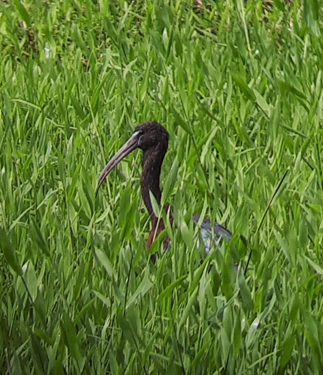 ibis hnědý - ML615059870