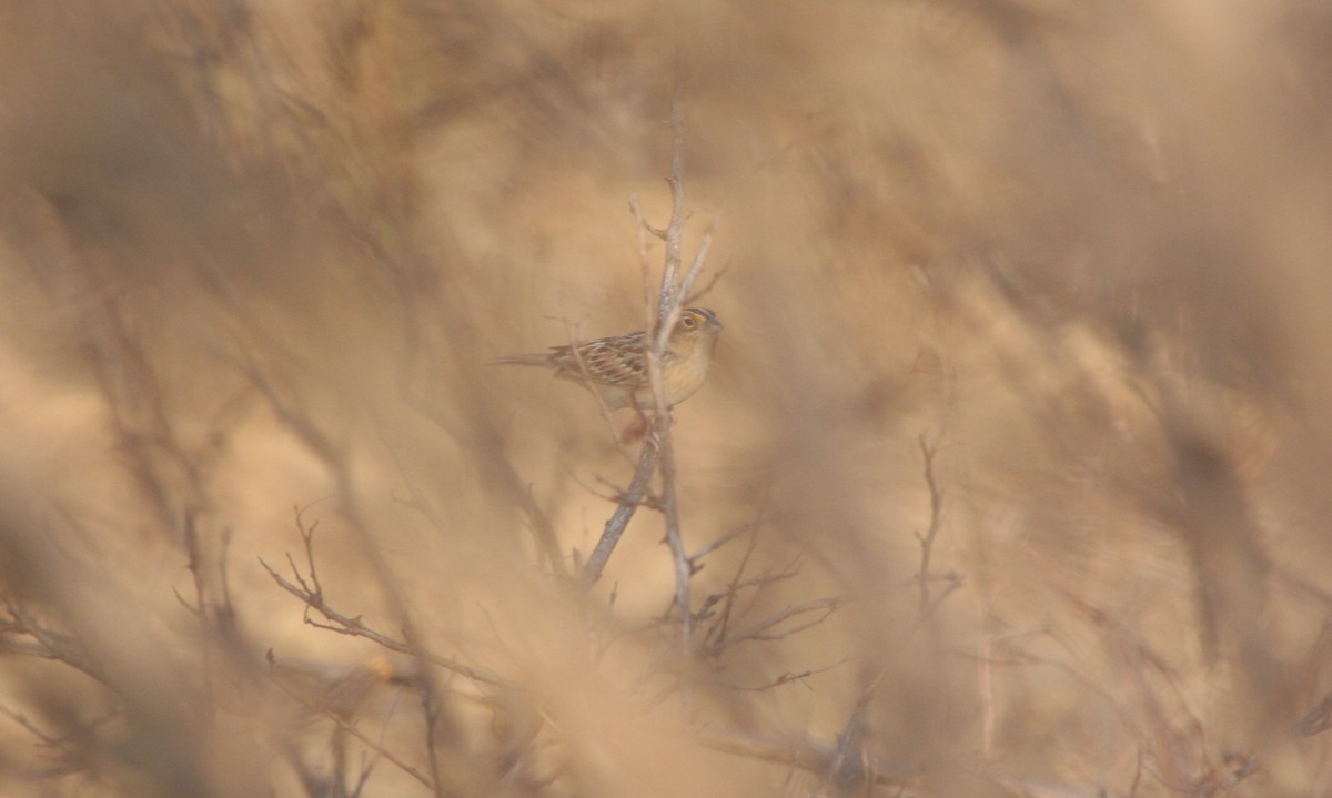 Grasshopper Sparrow - ML615059871