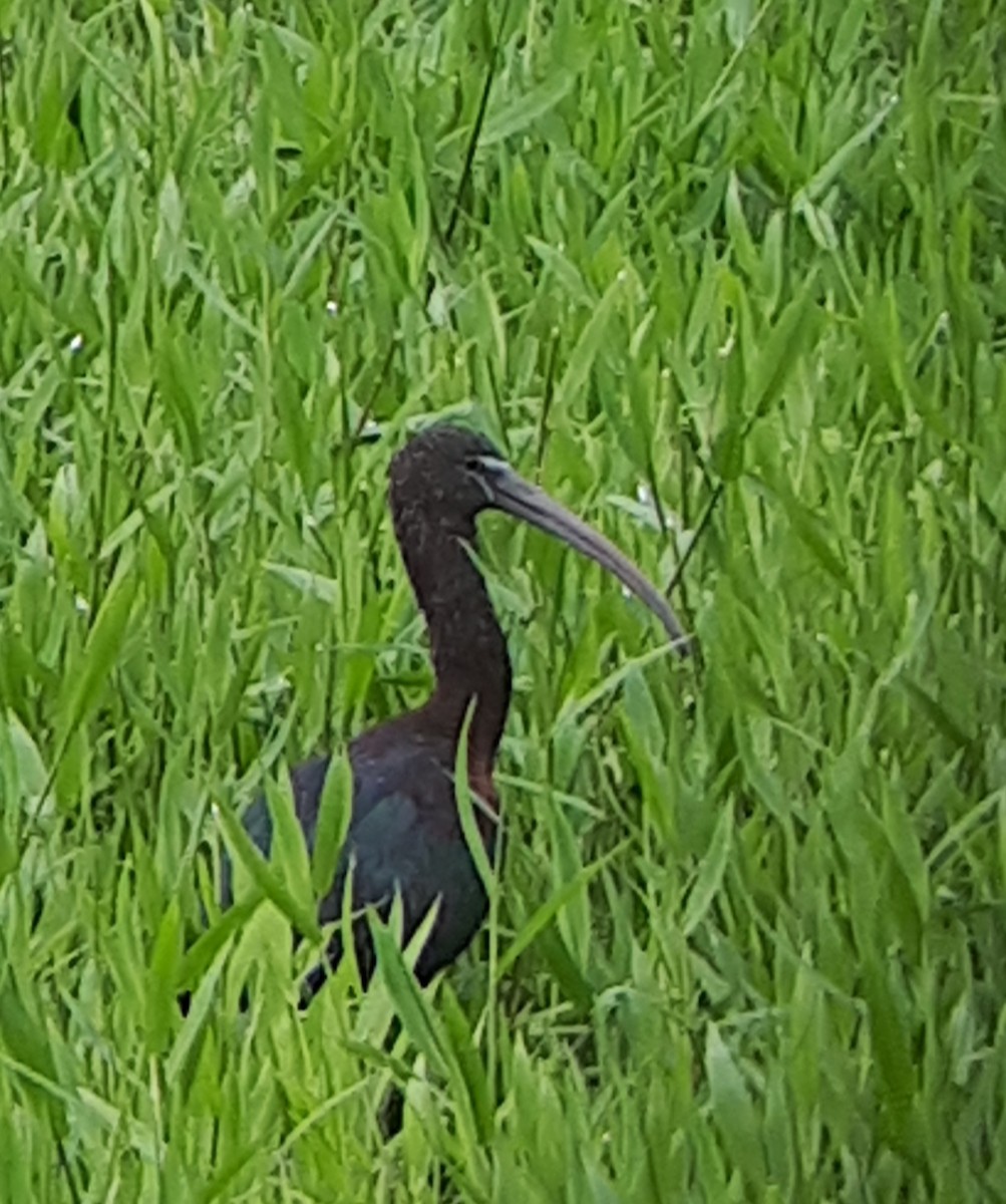 ibis hnědý - ML615059881