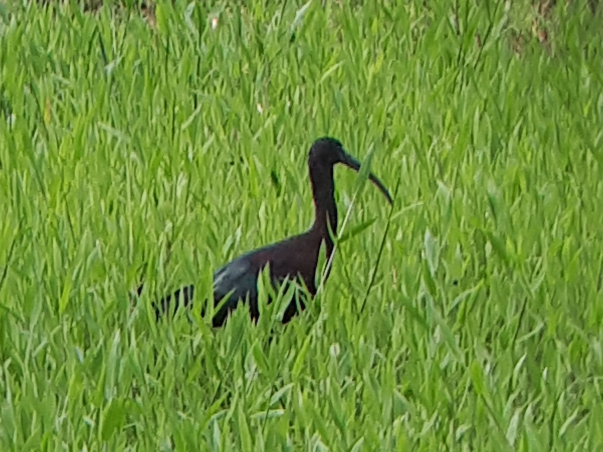 ibis hnědý - ML615059890