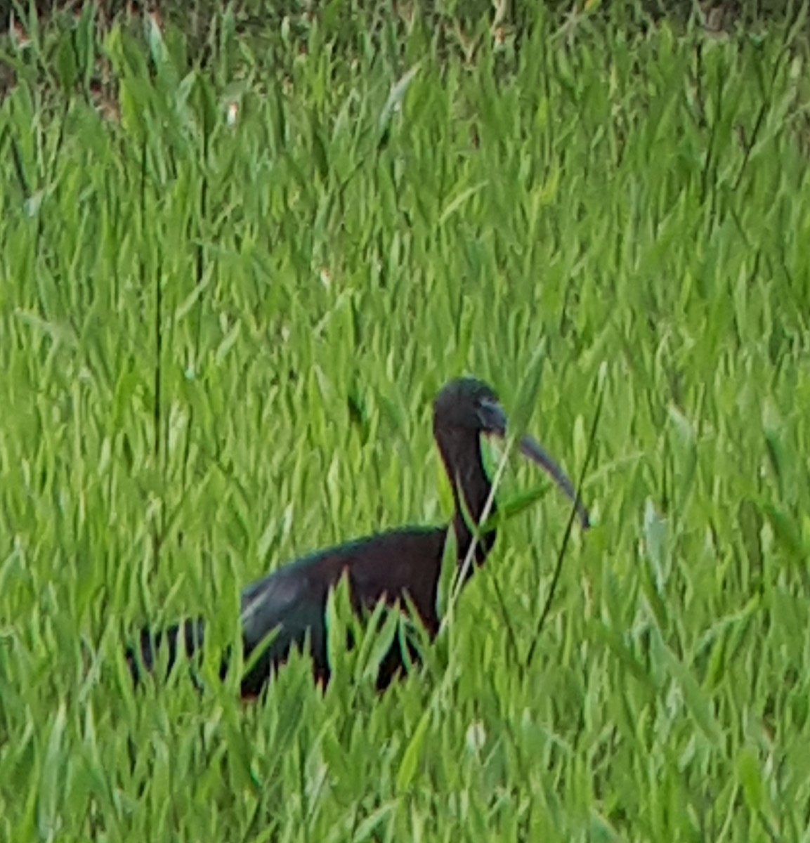 ibis hnědý - ML615059896