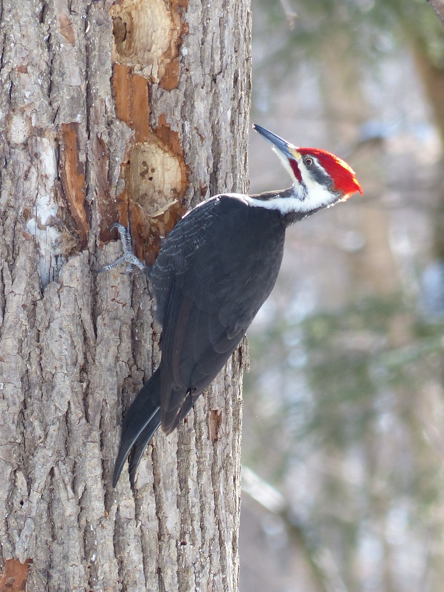 Pileated Woodpecker - ML615059914