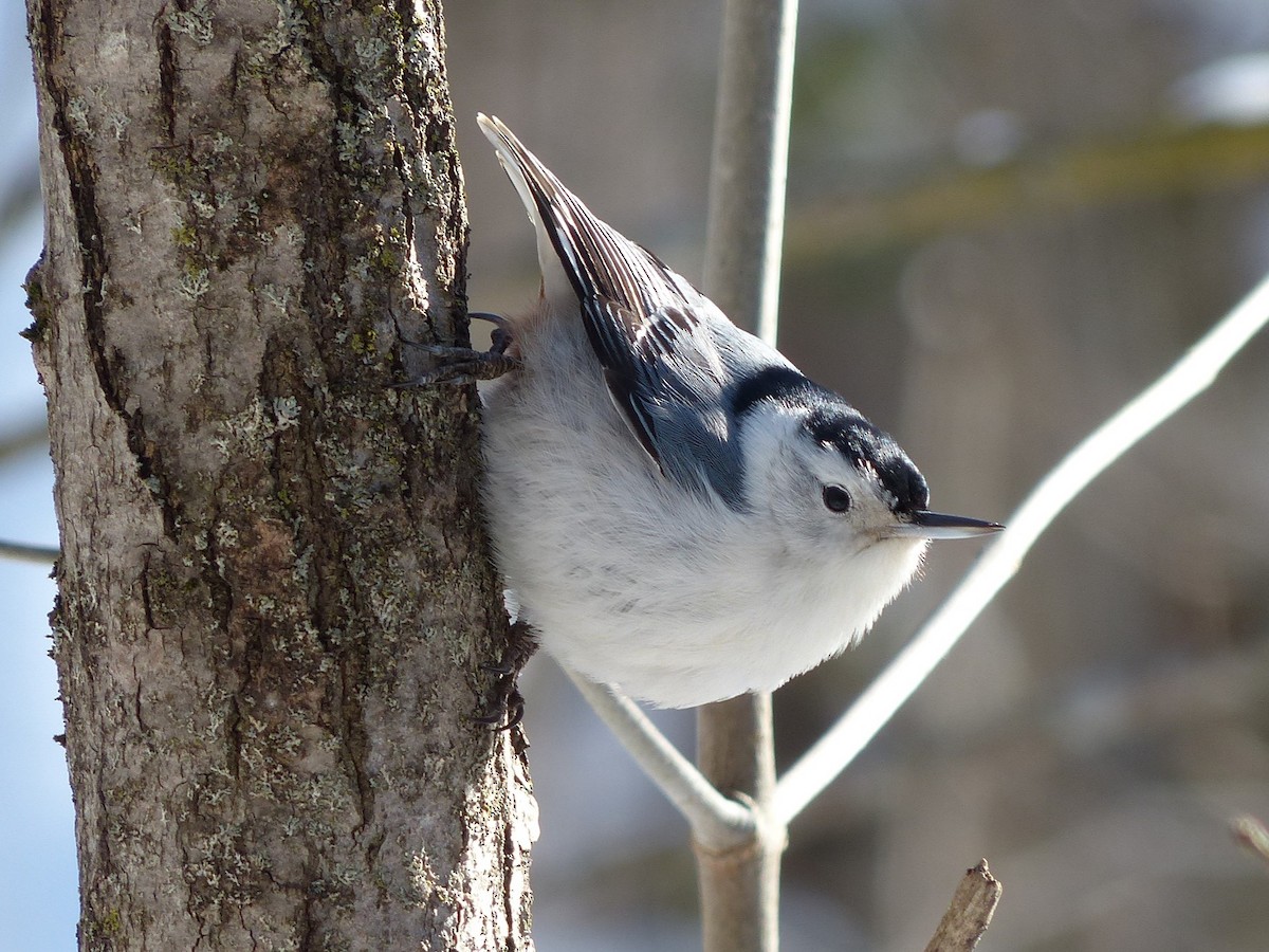 White-breasted Nuthatch - ML615059933