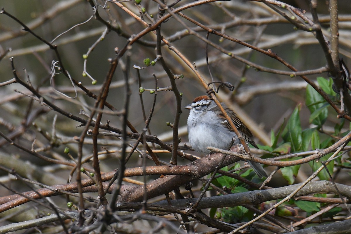 Chipping Sparrow - ML615059935