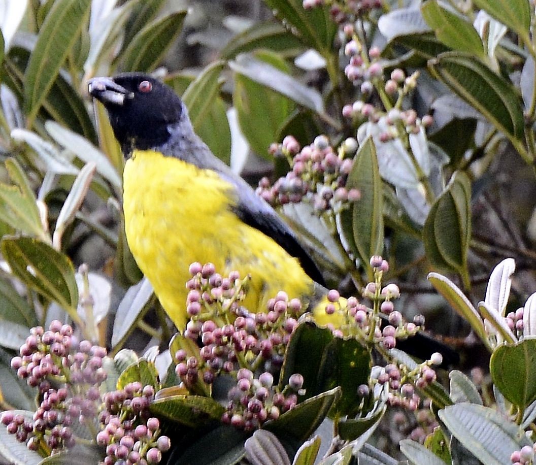 Hooded Mountain Tanager - ML615059973