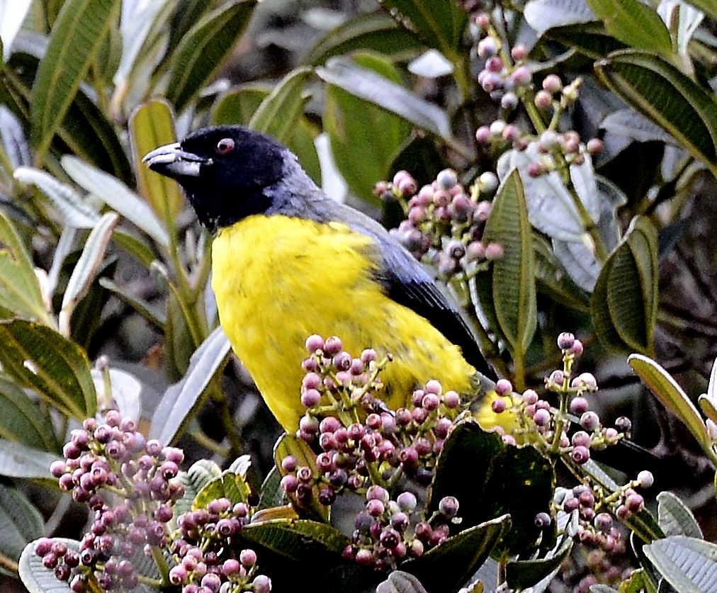 Hooded Mountain Tanager - ML615059975