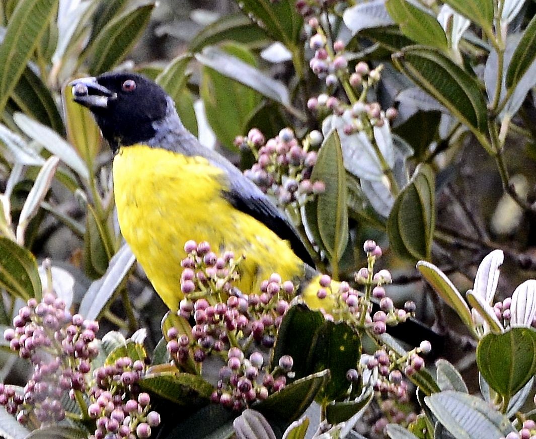 Hooded Mountain Tanager - ML615059976
