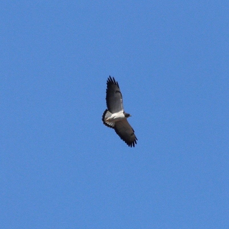 White-tailed Hawk - ML615060035