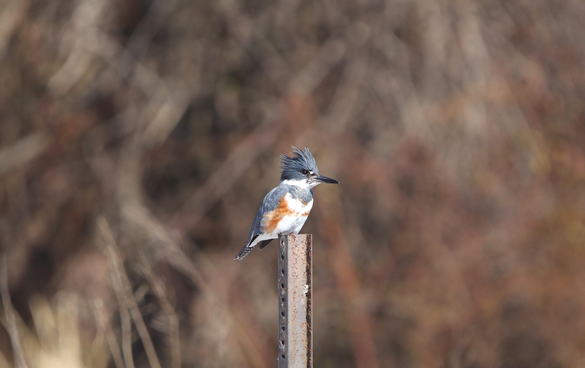 Belted Kingfisher - Michael Morell
