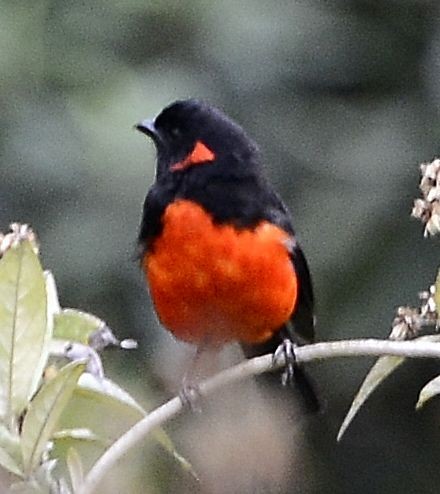Scarlet-bellied Mountain Tanager - ML615060167
